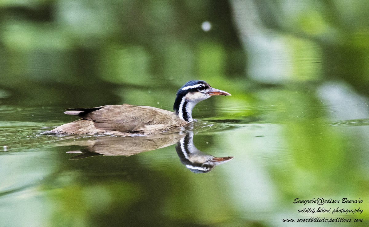 Sungrebe - ML620556523