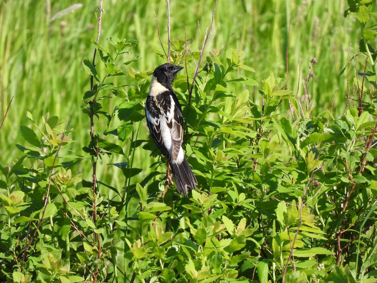 Bobolink - ML620556545