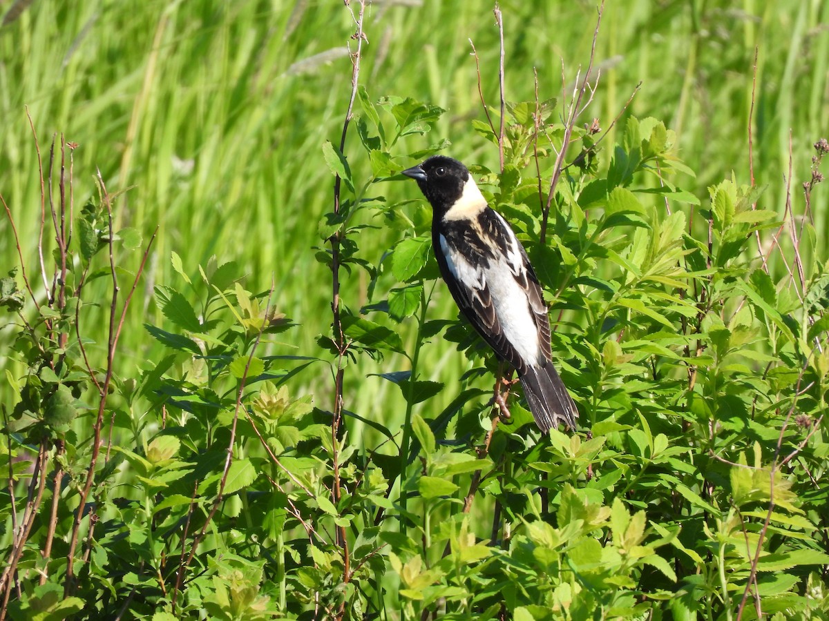 bobolink americký - ML620556546