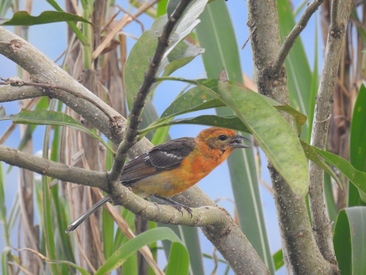 Flame-colored Tanager - ML620556549