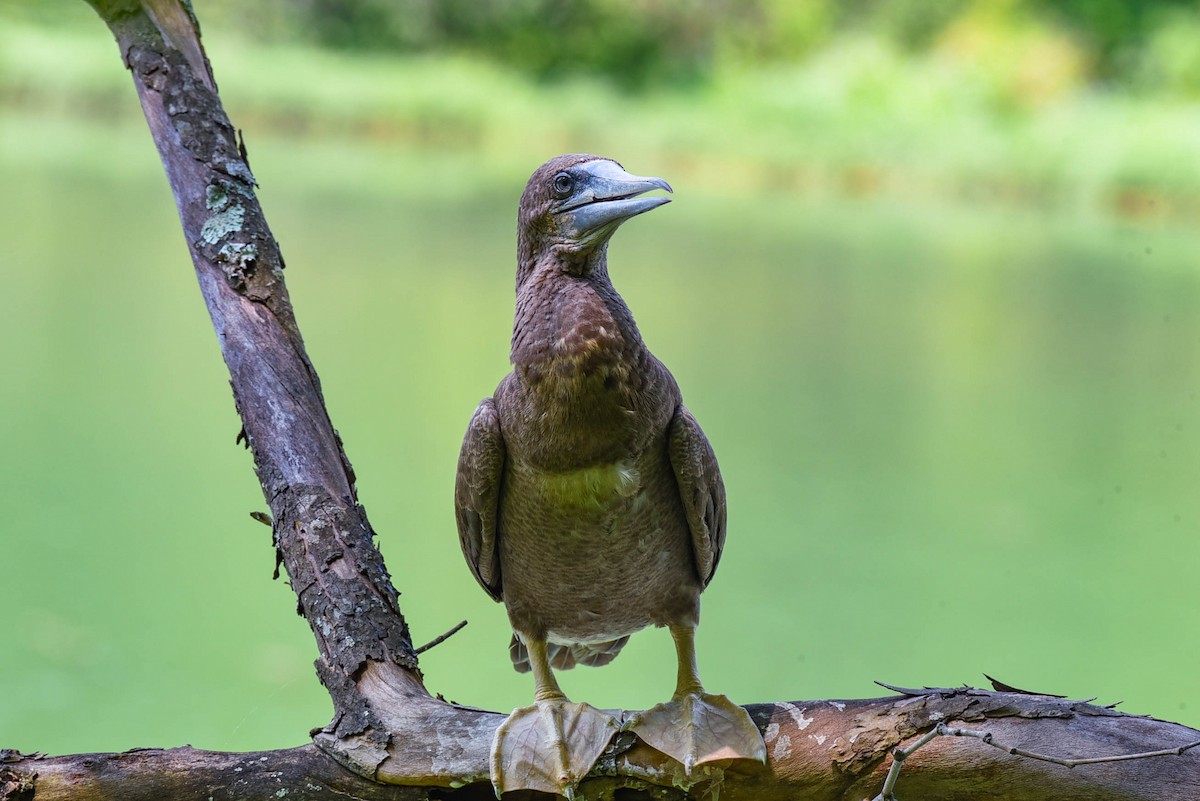 Brown Booby - ML620556565