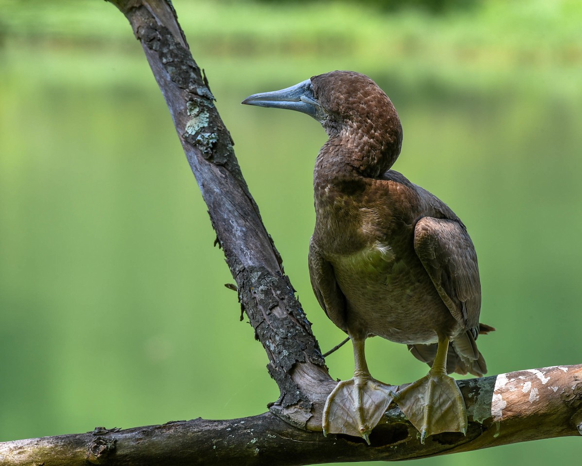 Brown Booby - ML620556566