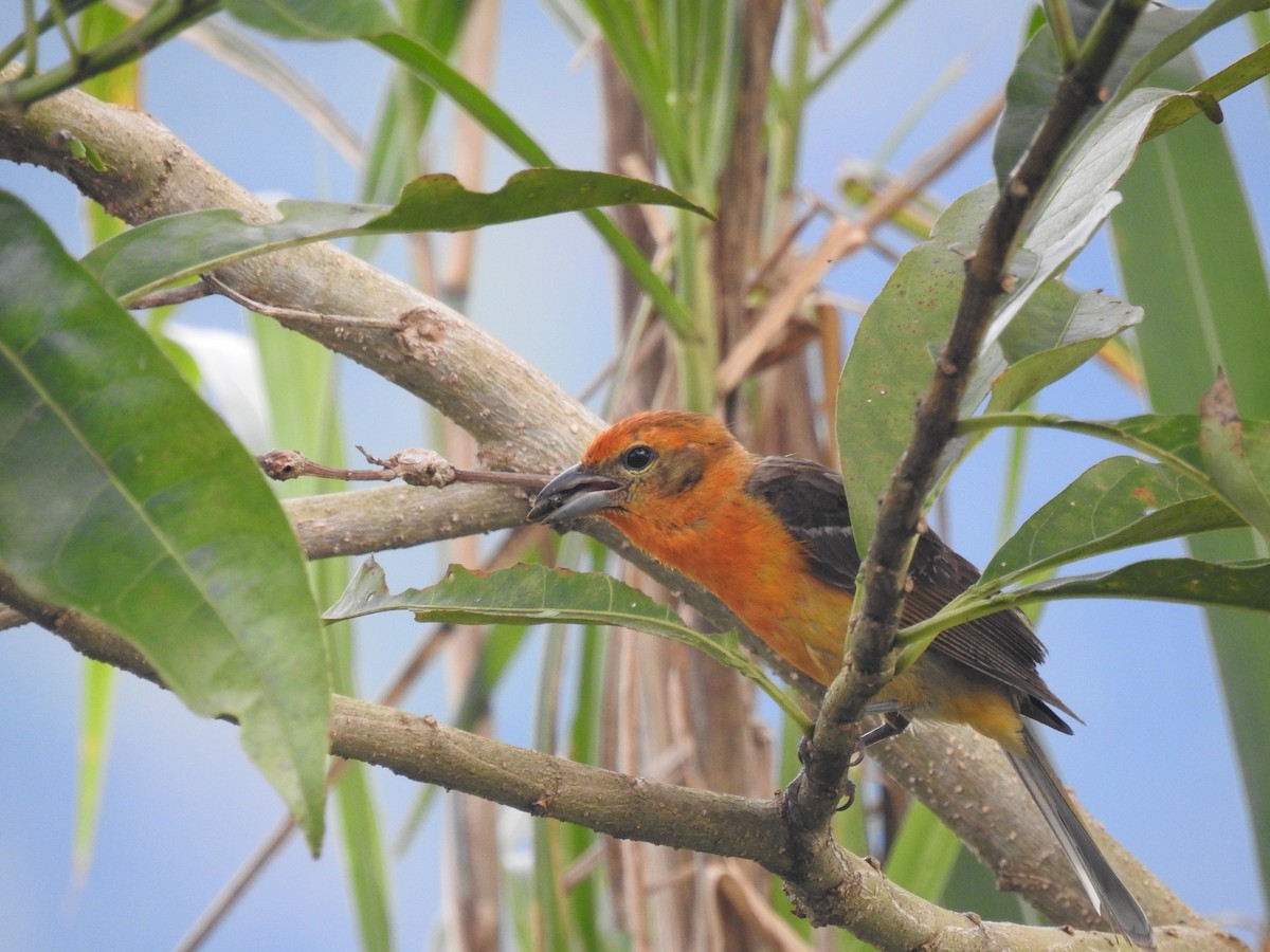 Flame-colored Tanager - ML620556569