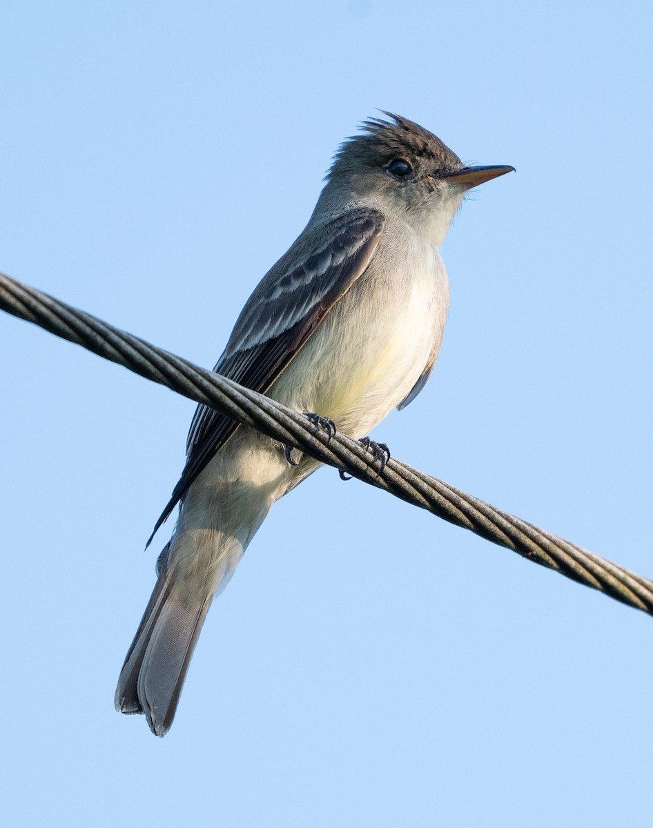 Eastern Wood-Pewee - ML620556573