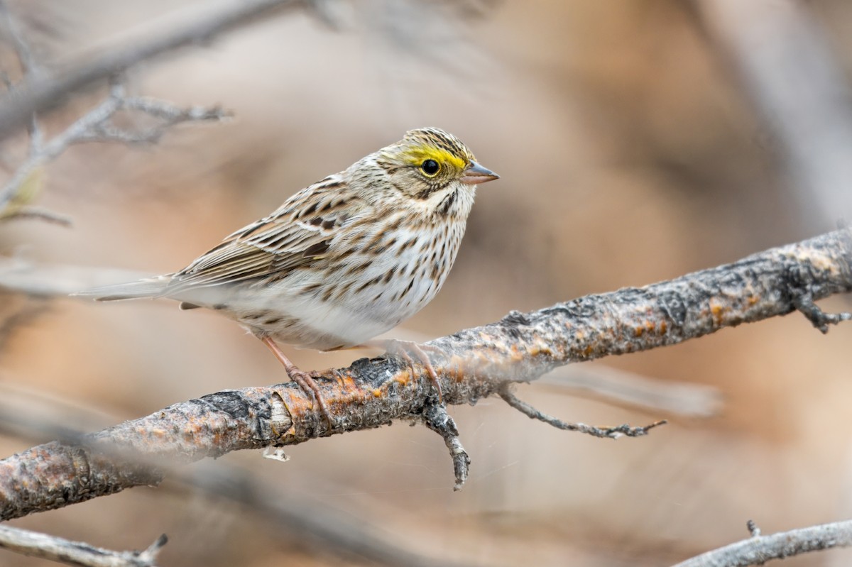 Savannah Sparrow - ML620556575