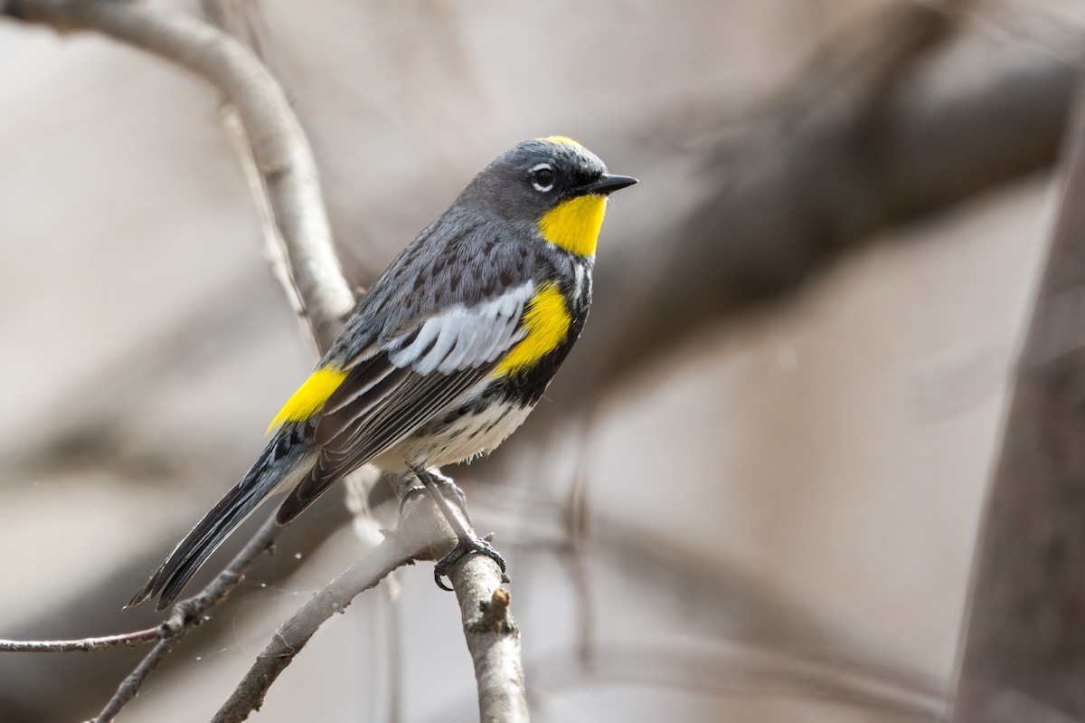 Yellow-rumped Warbler (Audubon's) - ML620556577