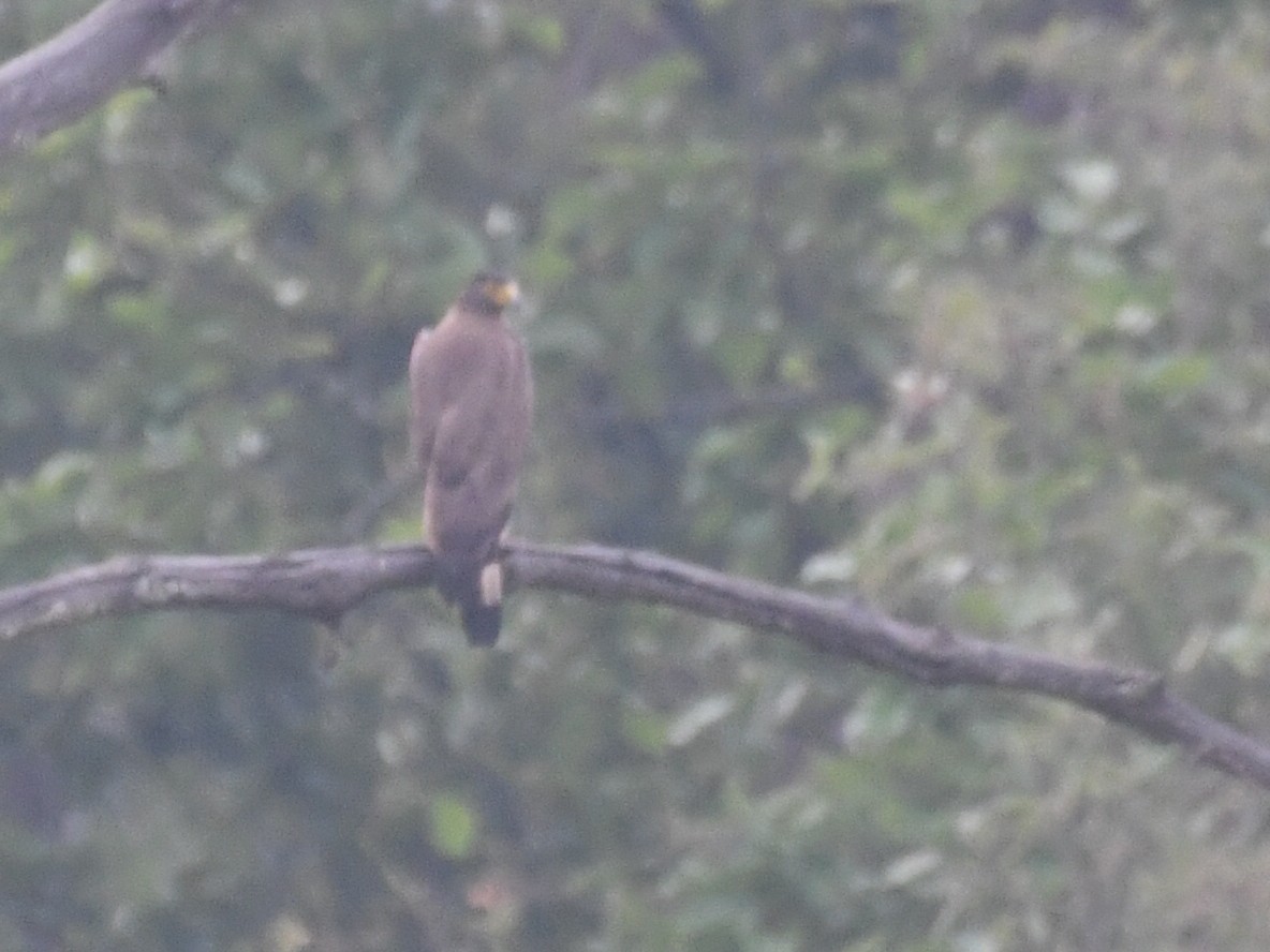 Crested Serpent-Eagle - ML620556589