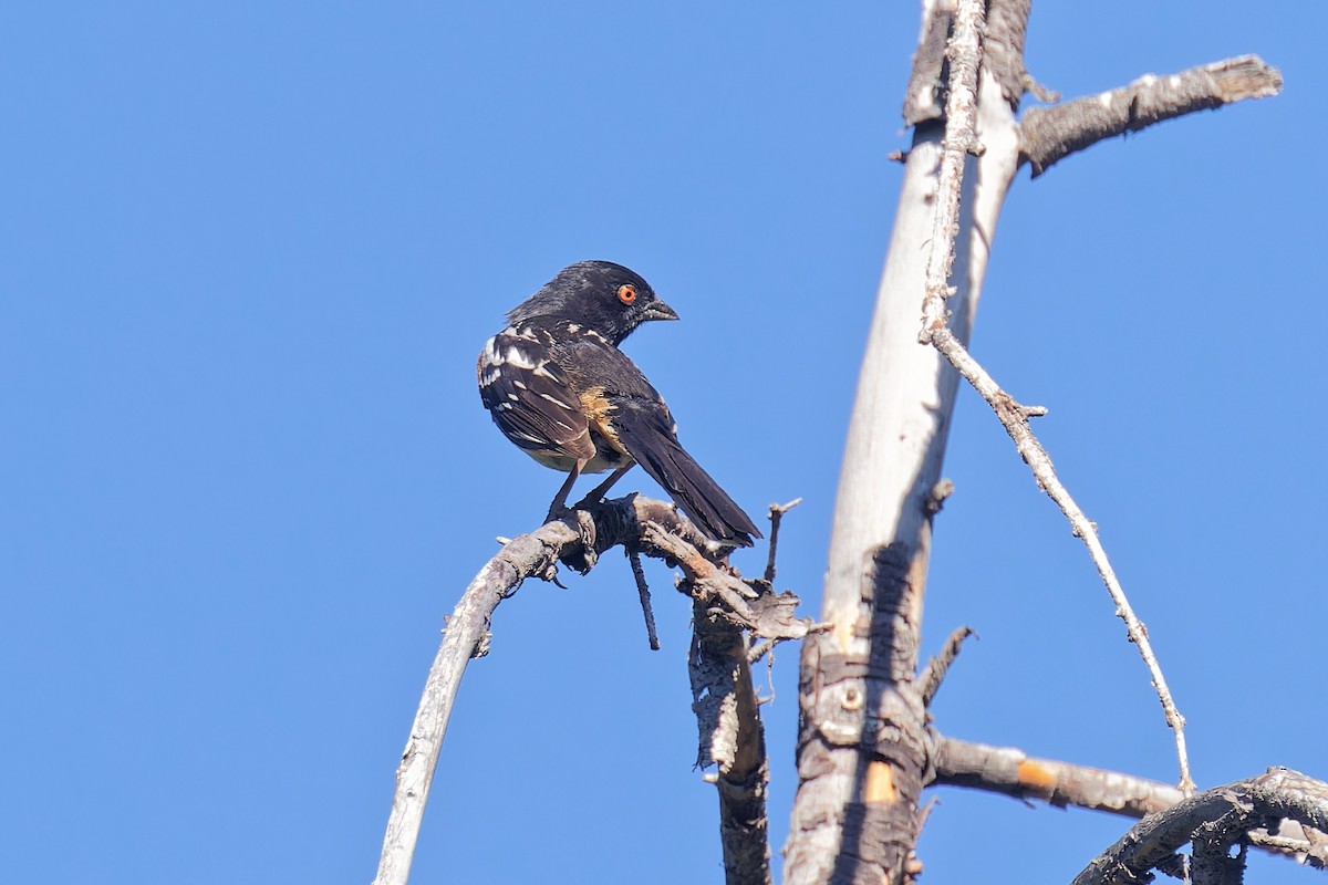 Spotted Towhee - ML620556591