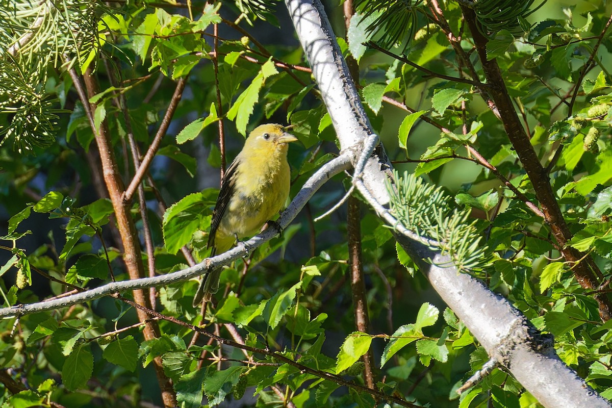 Western Tanager - ML620556594