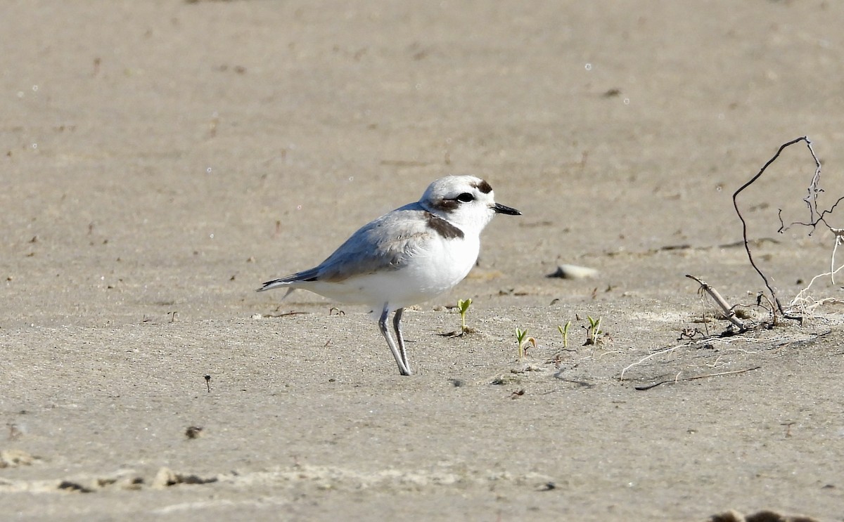 Snowy Plover - ML620556595