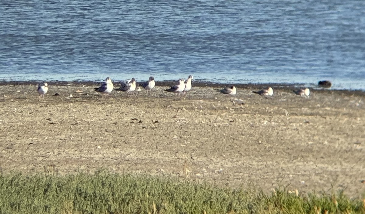 Mouette de Bonaparte - ML620556597