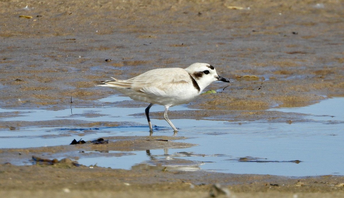 Snowy Plover - ML620556598