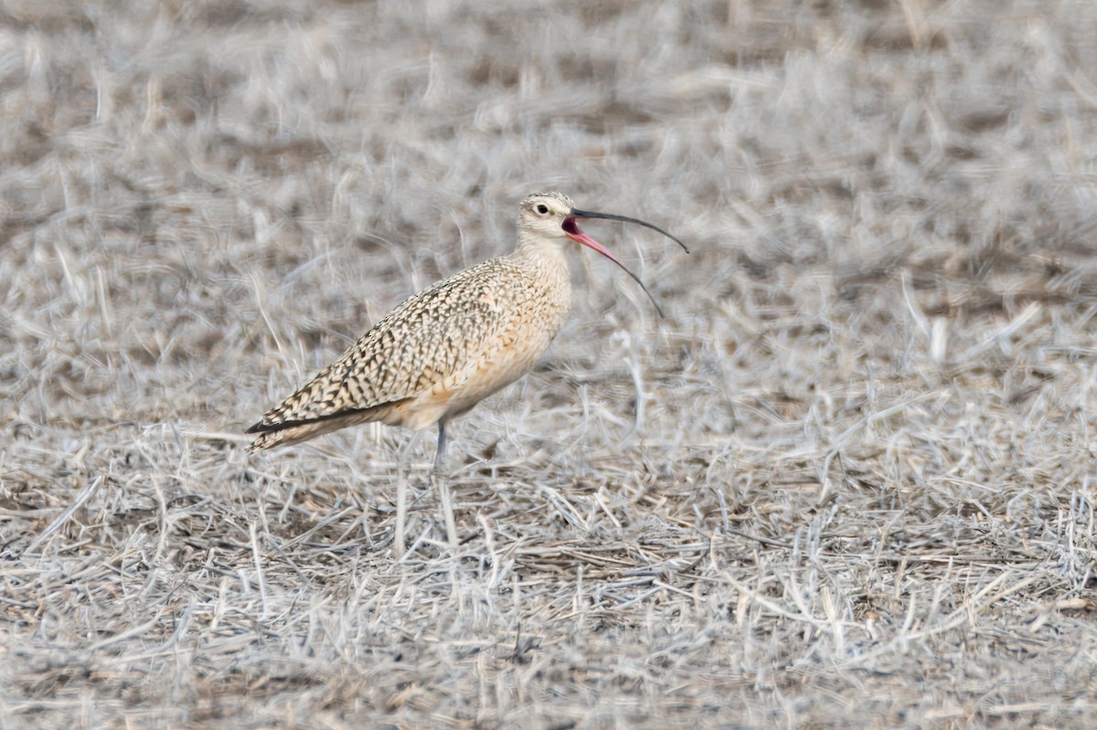 Long-billed Curlew - ML620556602