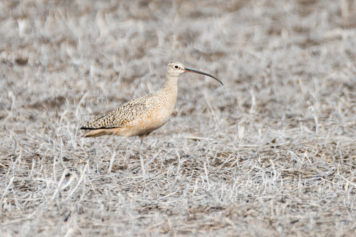 Long-billed Curlew - ML620556603