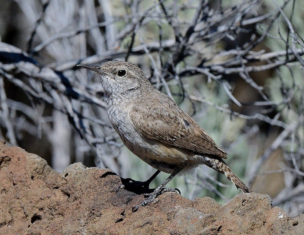 Rock Wren - ML620556616