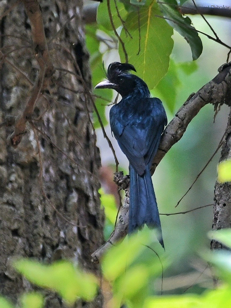 Greater Racket-tailed Drongo - ML620556617