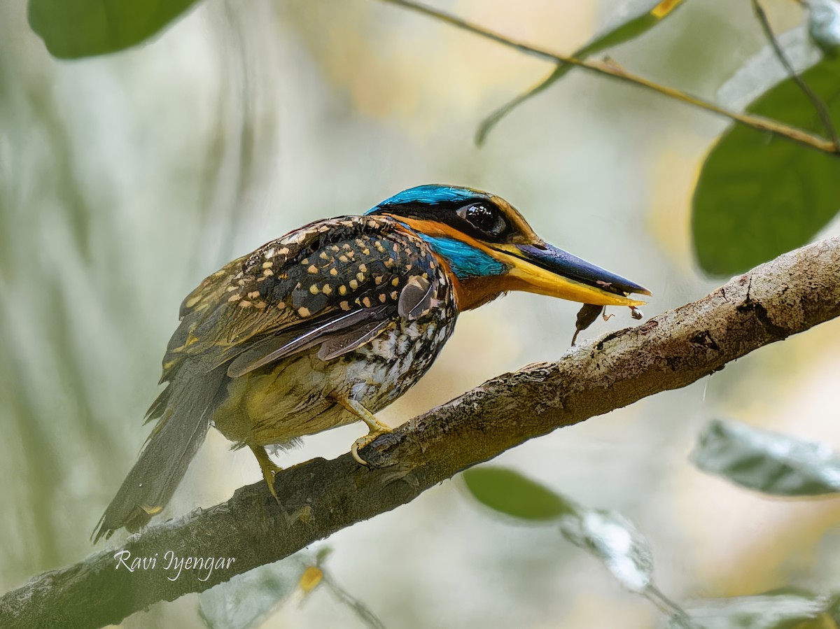 Spotted Kingfisher - ML620556619
