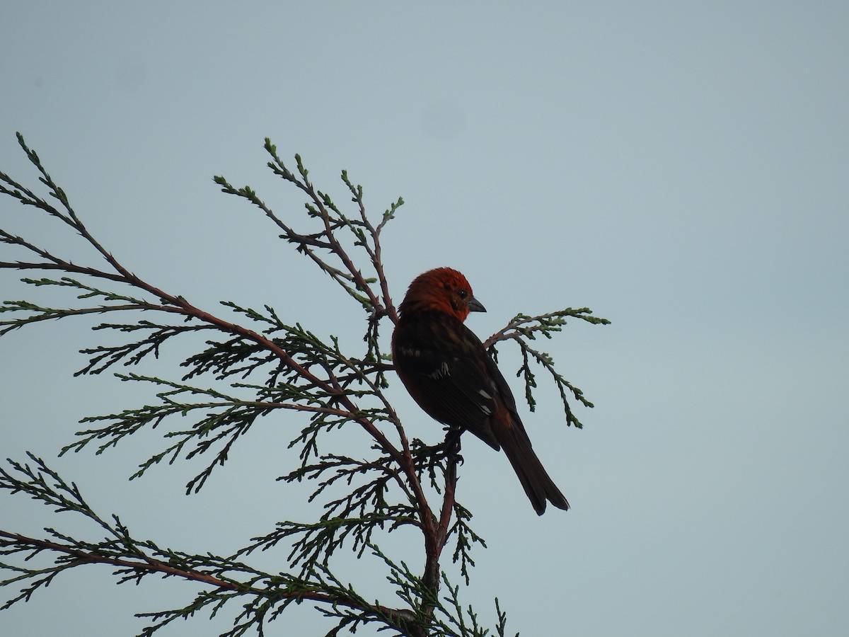 Flame-colored Tanager - ML620556625