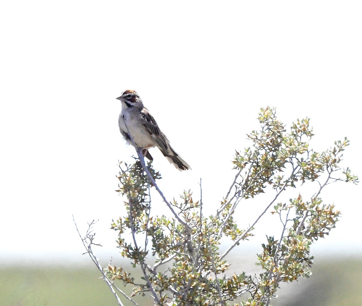 Lark Sparrow - ML620556629