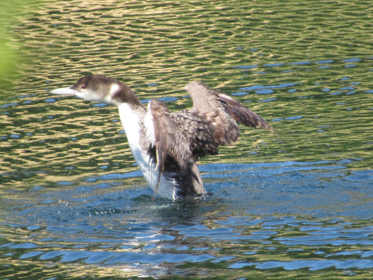 Common Loon - ML620556635