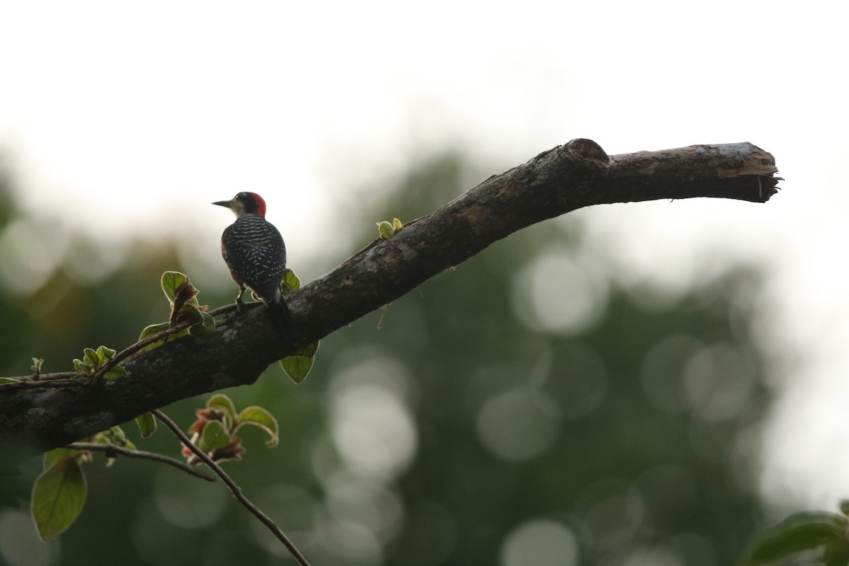 Black-cheeked Woodpecker - ML620556658