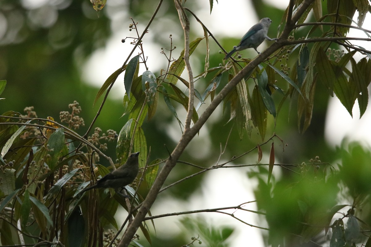 Blue-gray Tanager - ML620556663