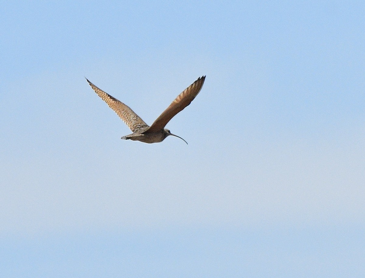 Long-billed Curlew - ML620556669