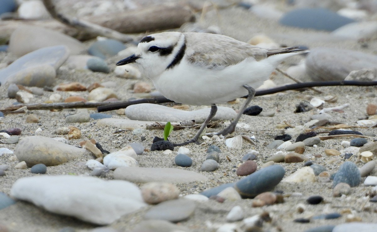 Snowy Plover - ML620556677