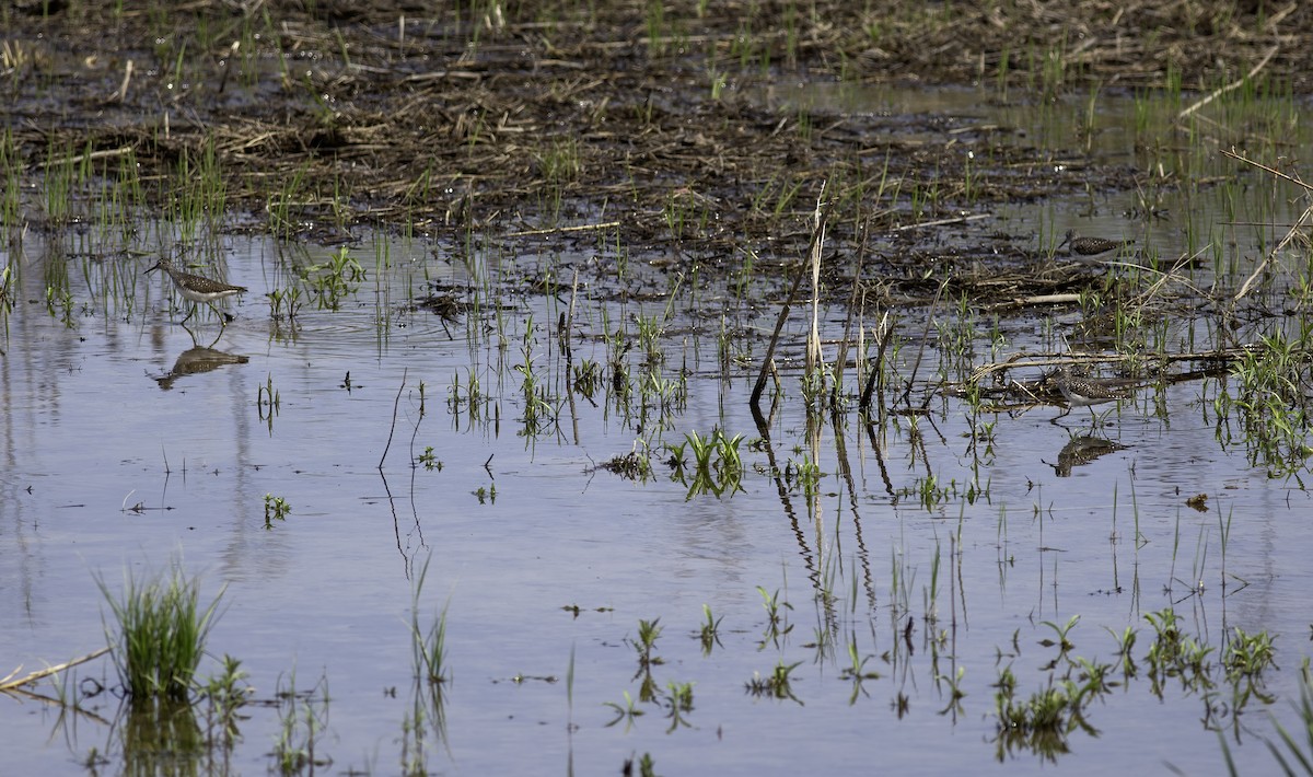 Solitary Sandpiper - ML620556686