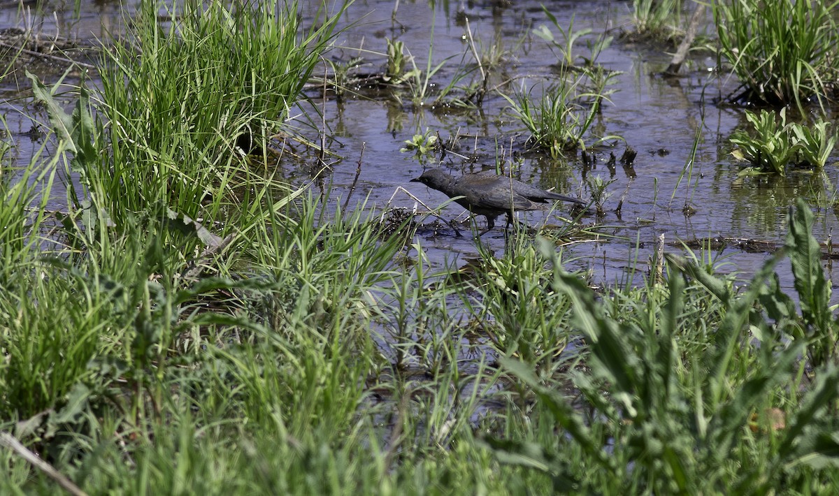 Rusty Blackbird - ML620556689