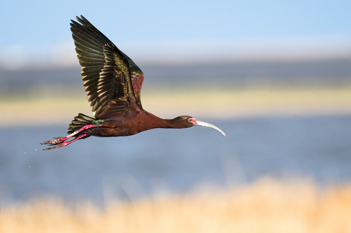 ibis americký - ML620556691