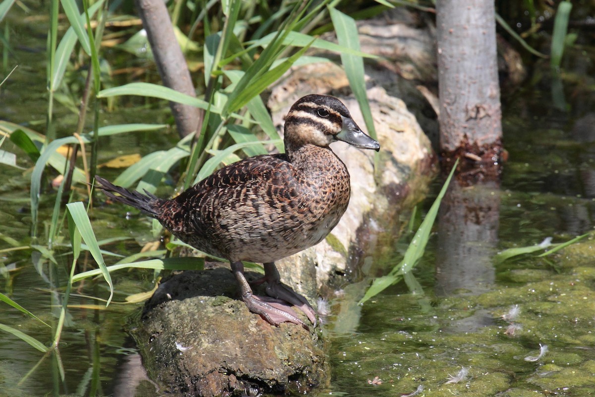 Masked Duck - William Supulski