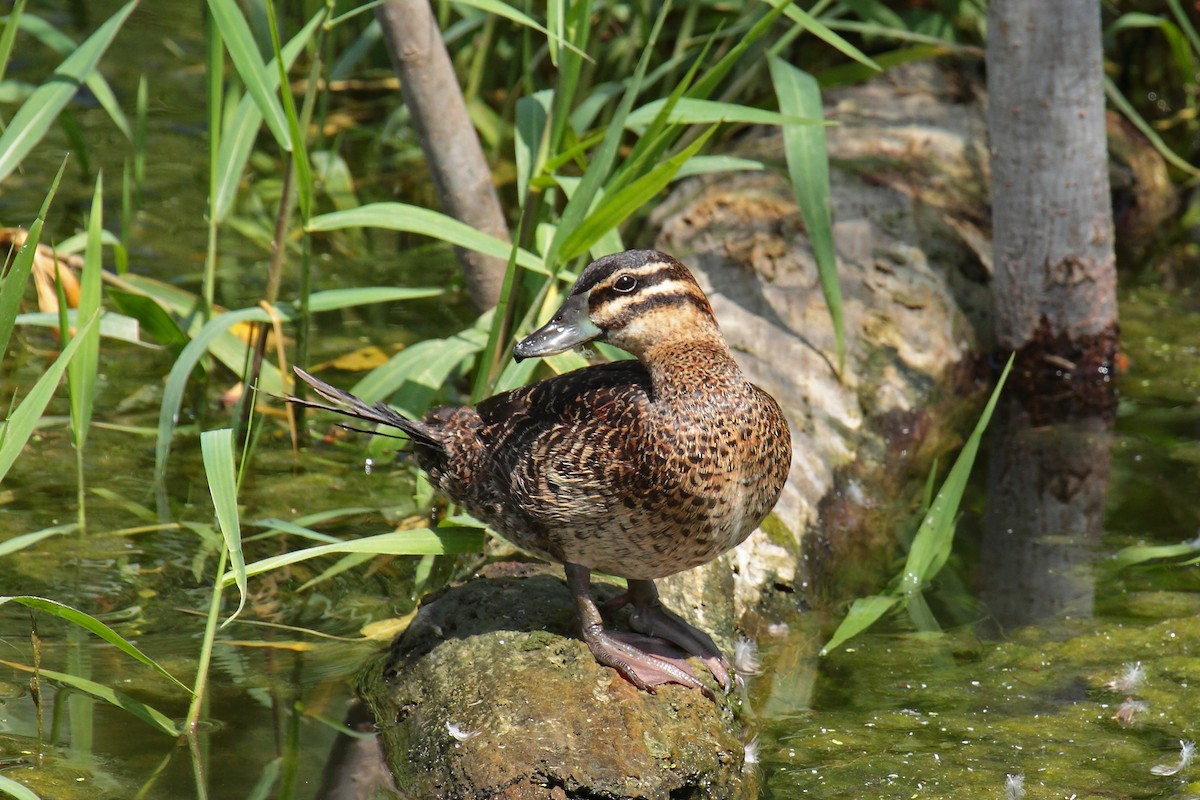 Masked Duck - ML620556694