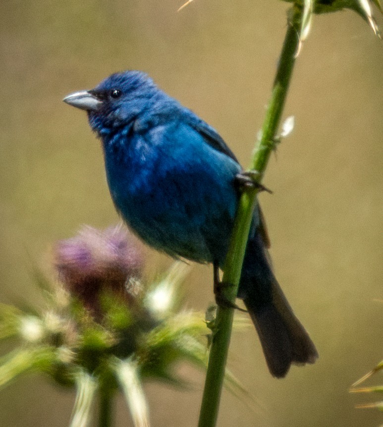 Indigo Bunting - ML620556700