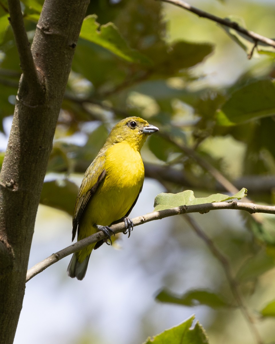 Thick-billed Euphonia - Carlos Ao Martínez T