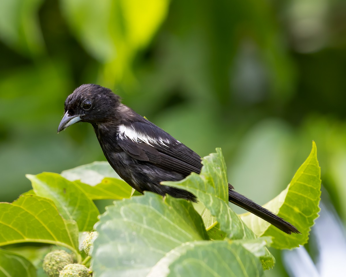 White-shouldered Tanager - ML620556733