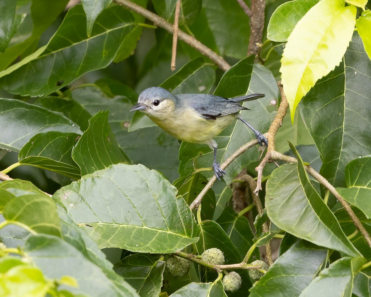 White-eared Conebill - ML620556735