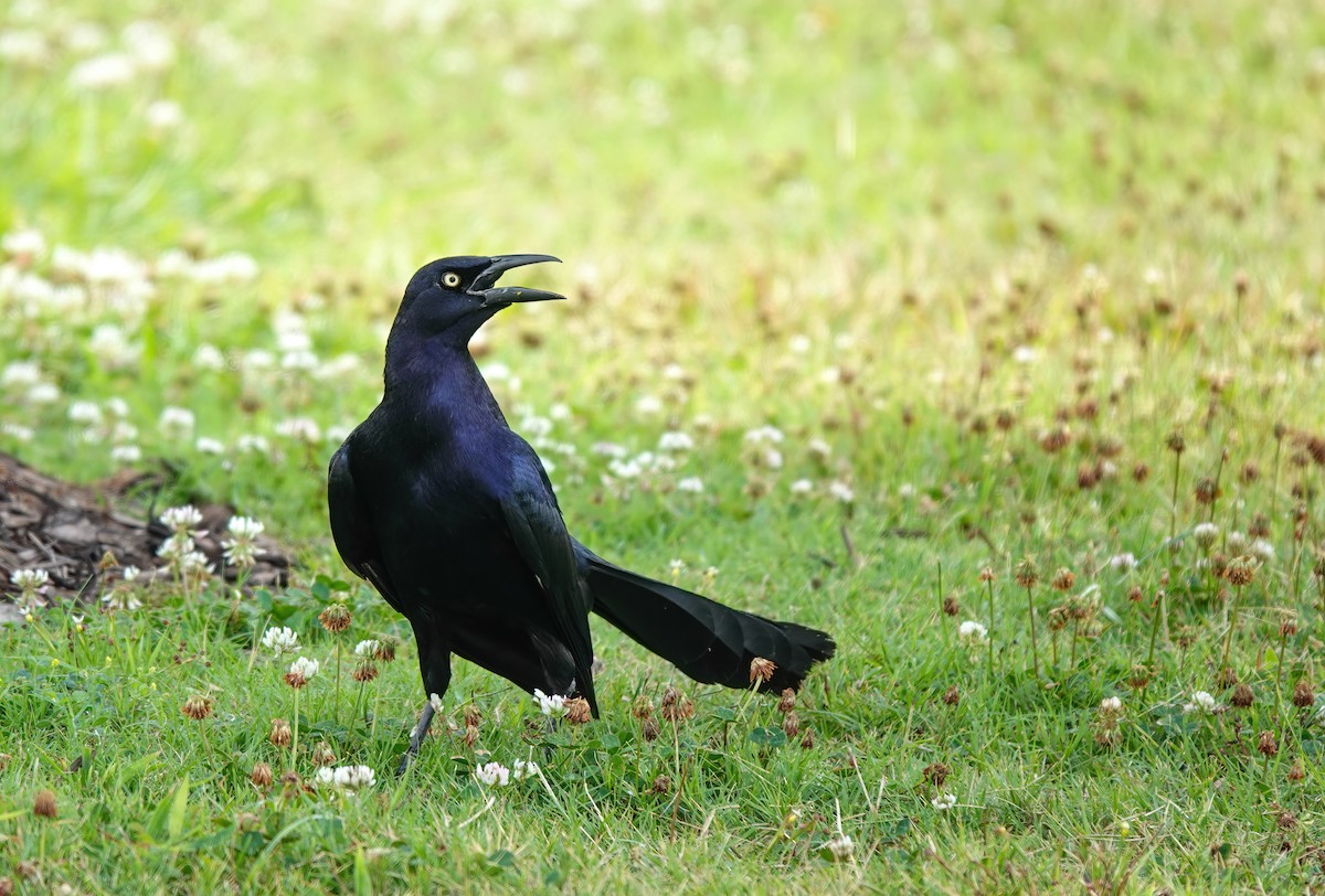 Great-tailed Grackle - ML620556743