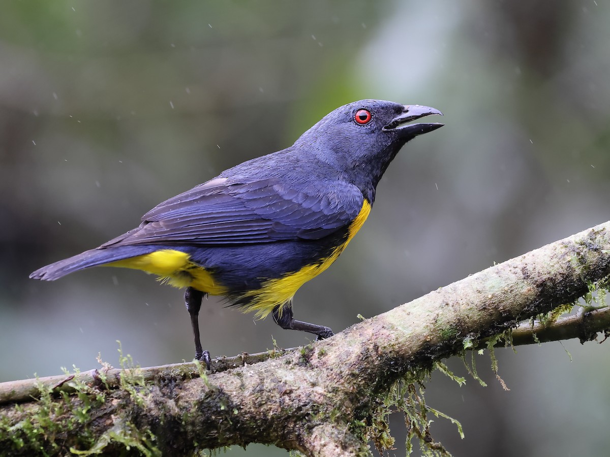 Blue-and-gold Tanager - ML620556750