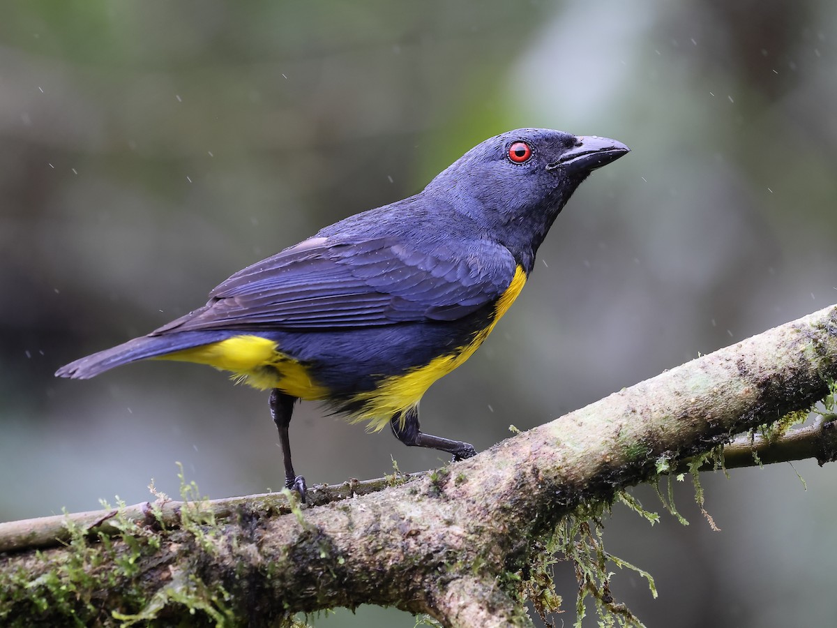 Blue-and-gold Tanager - ML620556751