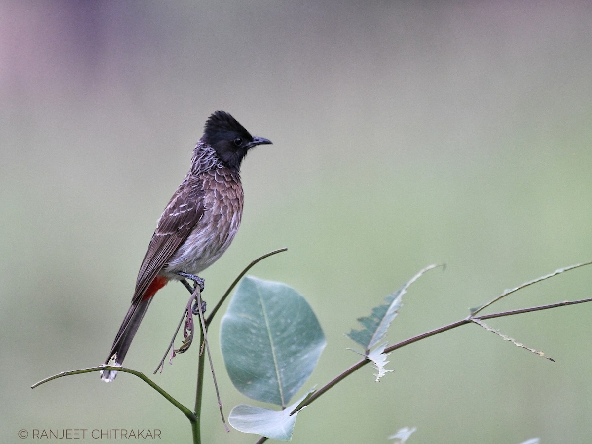 Red-vented Bulbul - ML620556752