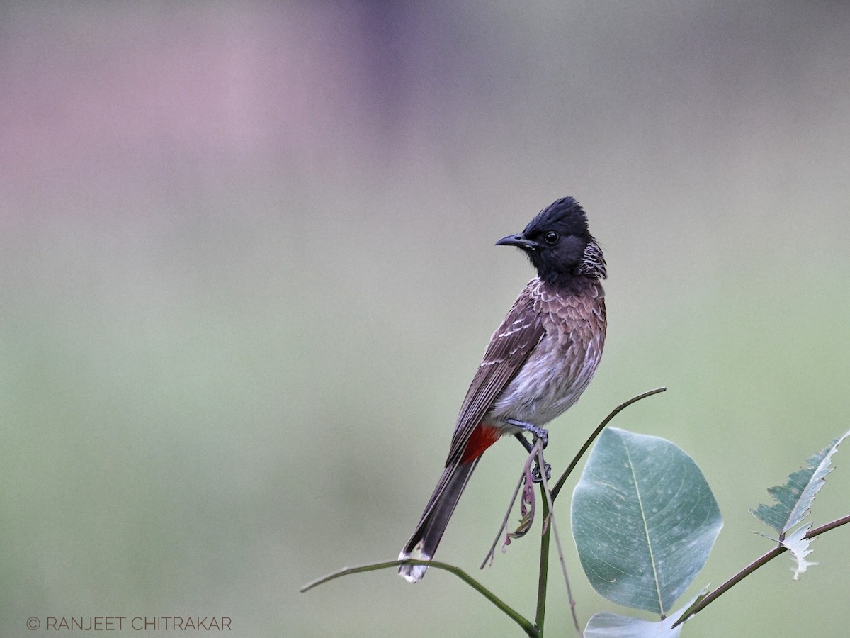Red-vented Bulbul - ML620556753