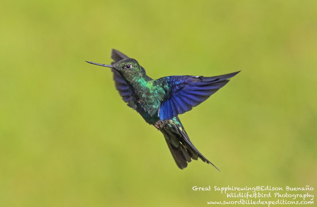 kolibřík modrokřídlý - ML620556755
