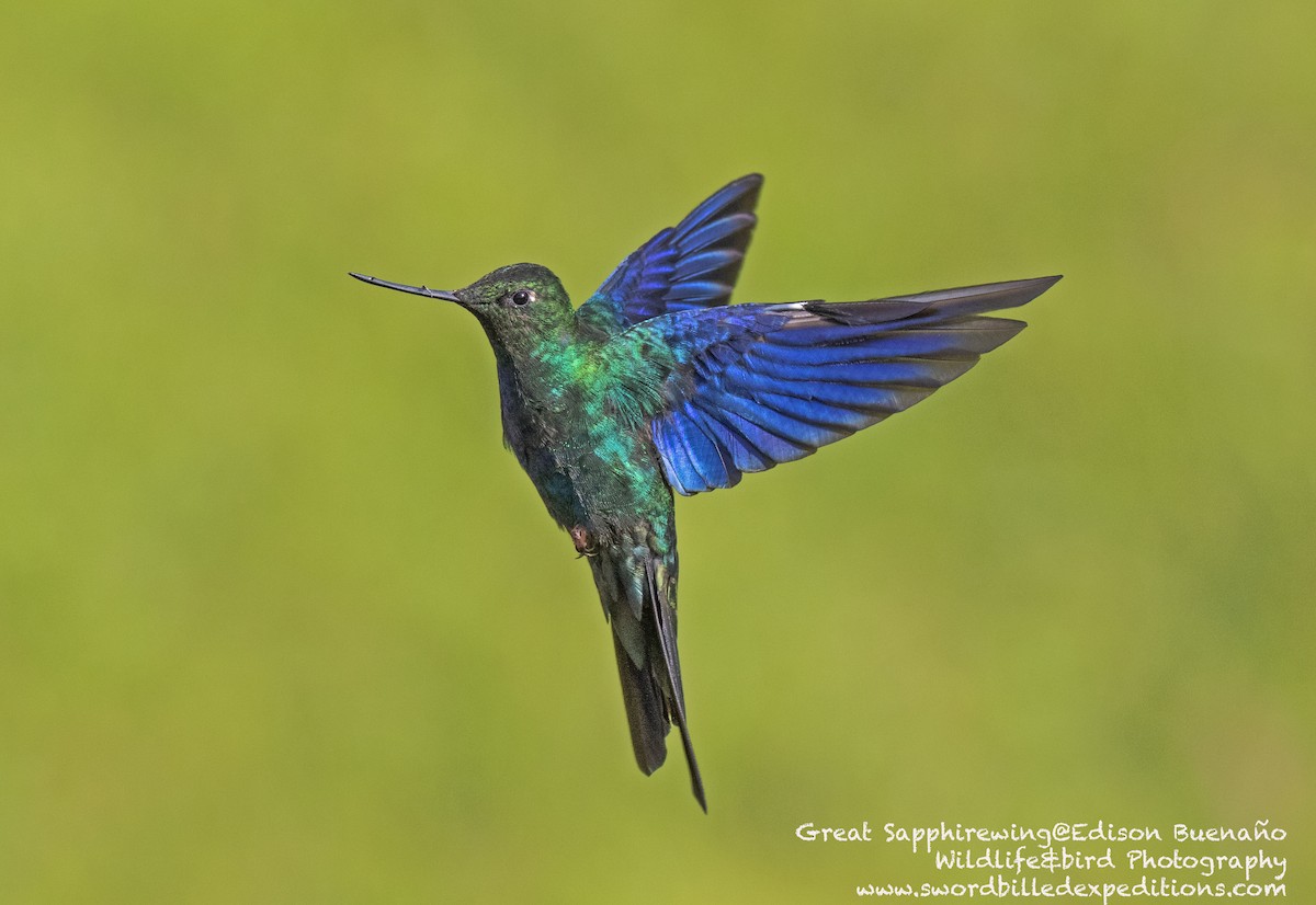 kolibřík modrokřídlý - ML620556756