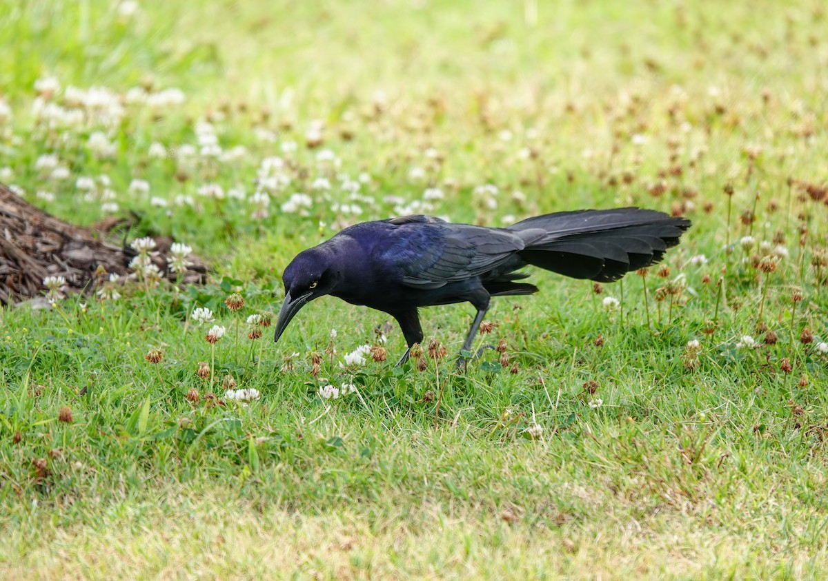 Great-tailed Grackle - ML620556757