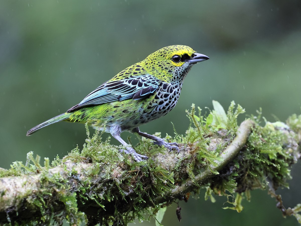 Speckled Tanager - ML620556759