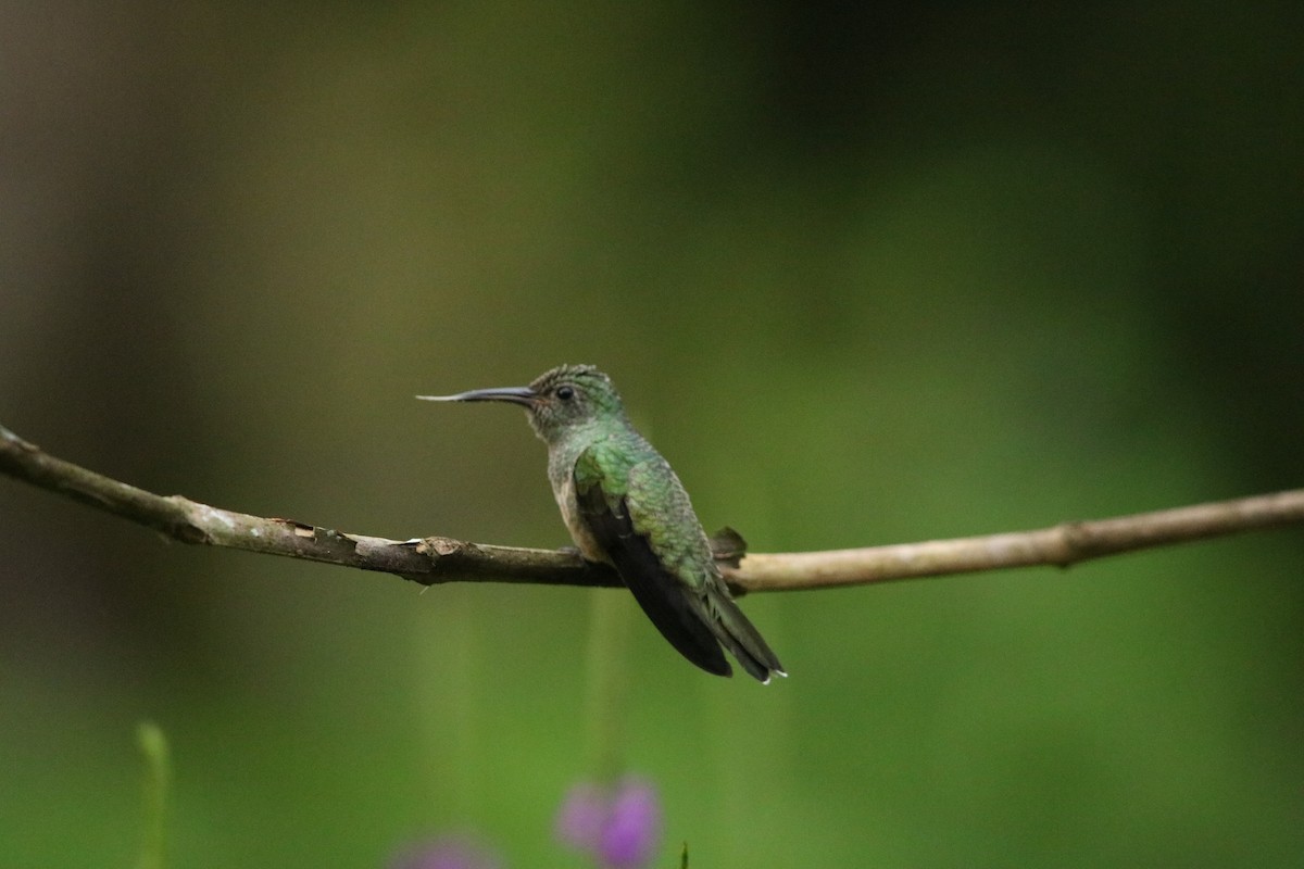 kolibřík skvrnitoprsý - ML620556760
