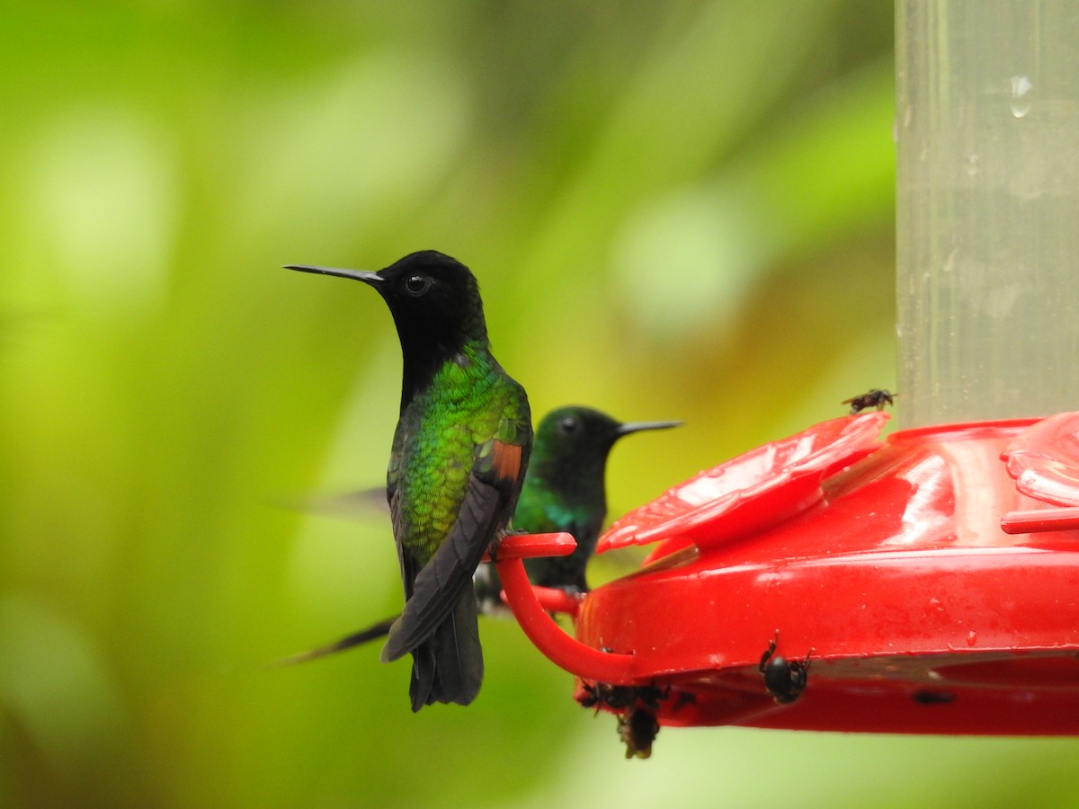 kolibřík kostarický - ML620556762