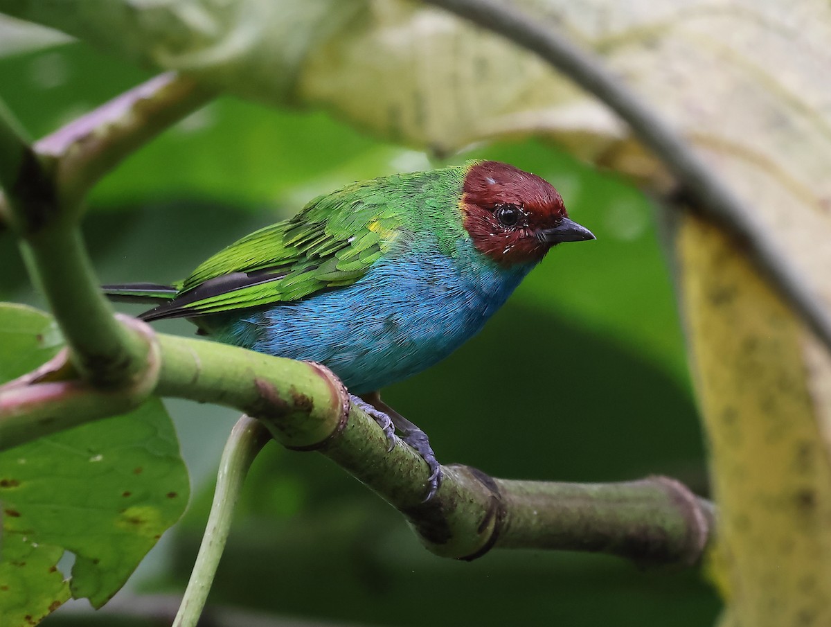 Bay-headed Tanager - ML620556763