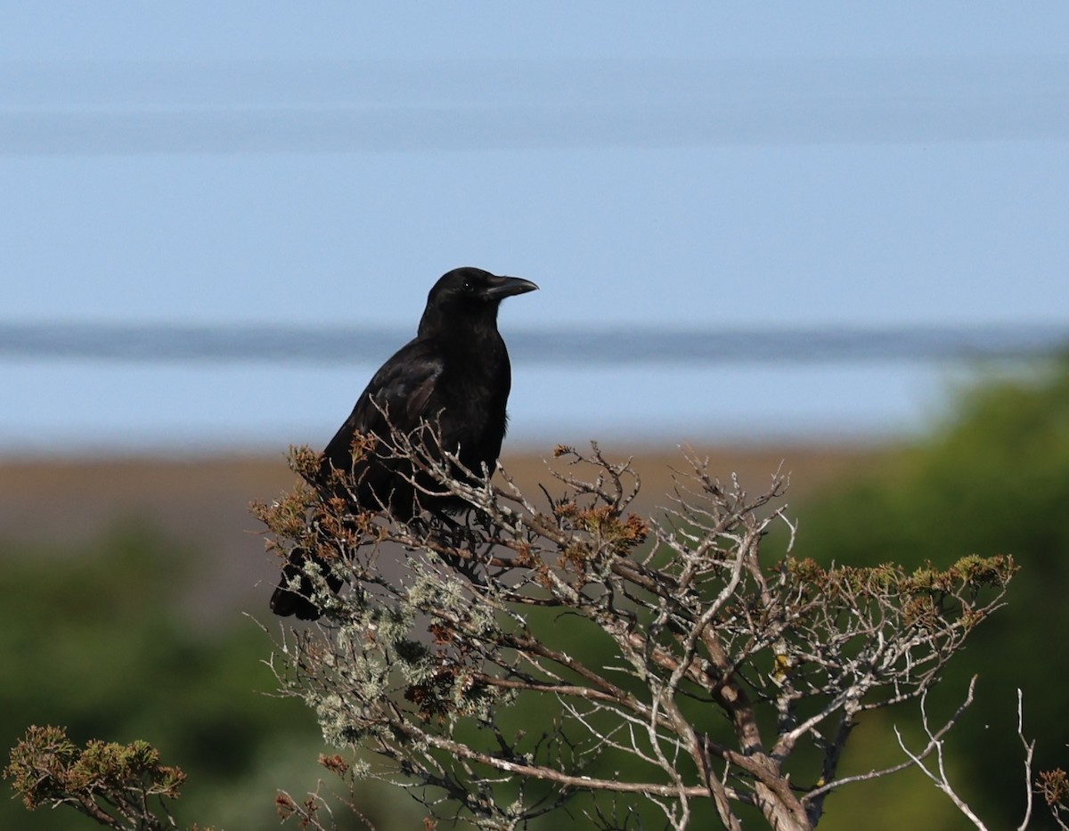 American Crow - ML620556766